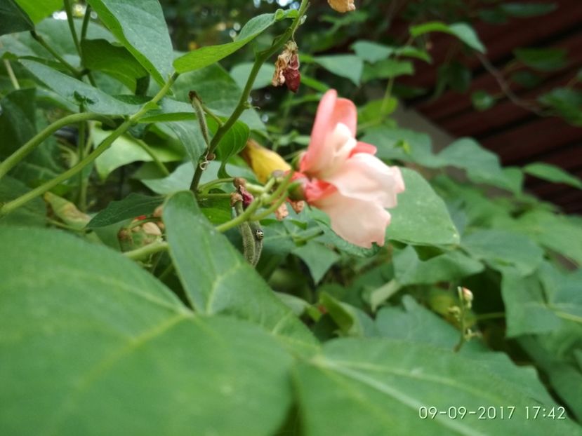 FASOLE PAINTED LADY  (2) - FASOLE PAINTED LADY