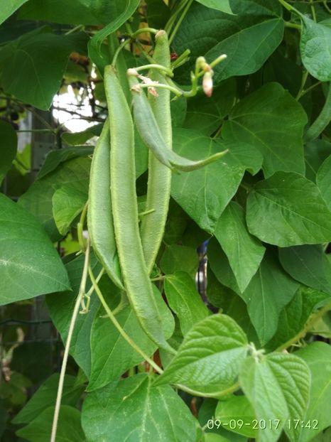 FASOLE PAINTED LADY  (5) - FASOLE PAINTED LADY