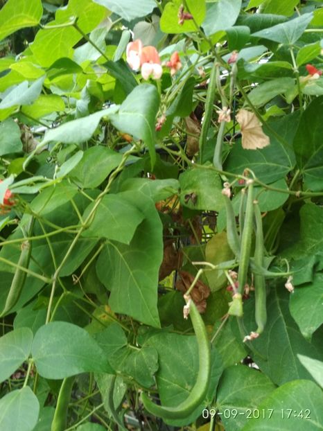 FASOLE PAINTED LADY  (8) - FASOLE PAINTED LADY