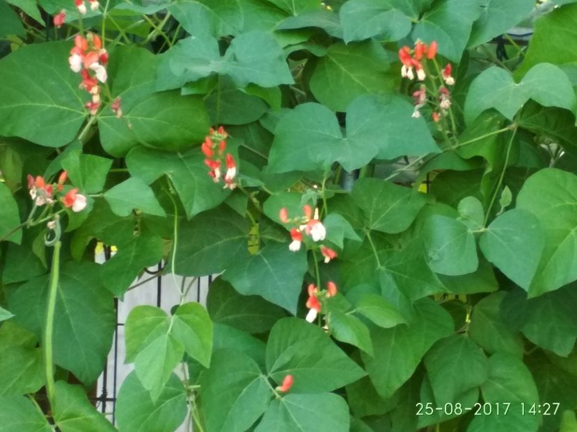 FASOLE PAINTED LADY  (9) - FASOLE PAINTED LADY