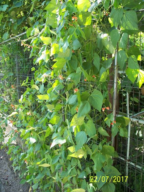 FASOLE PAINTED LADY (3) - FASOLE PAINTED LADY