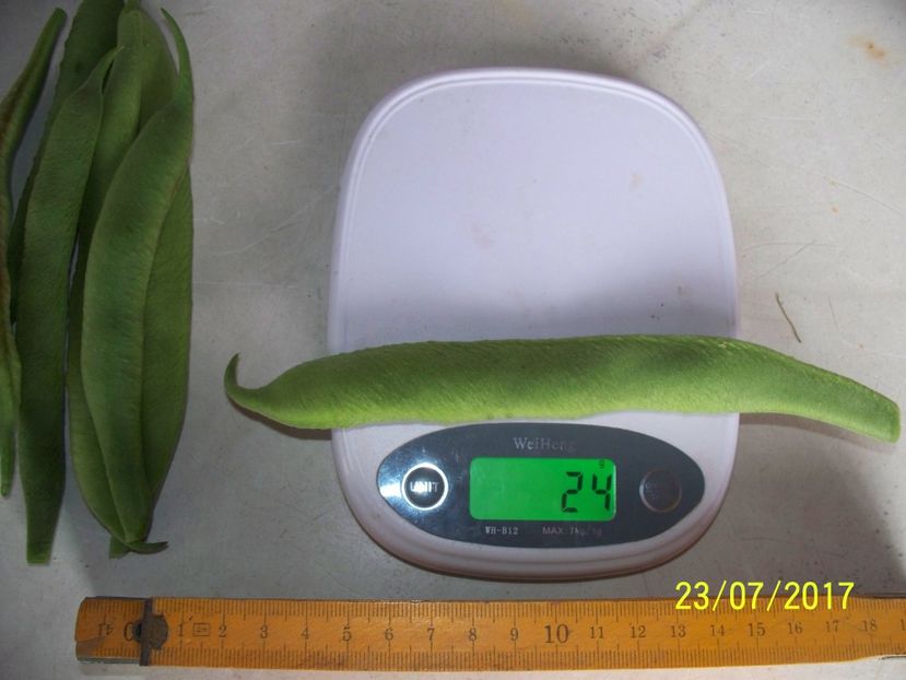 FASOLE PAINTED LADY - FASOLE PAINTED LADY