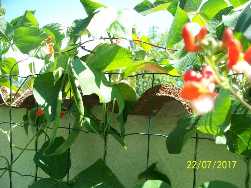 FASOLE SCARLETT EMPEROR (1) - FASOLE SCARLETT EMPEROR