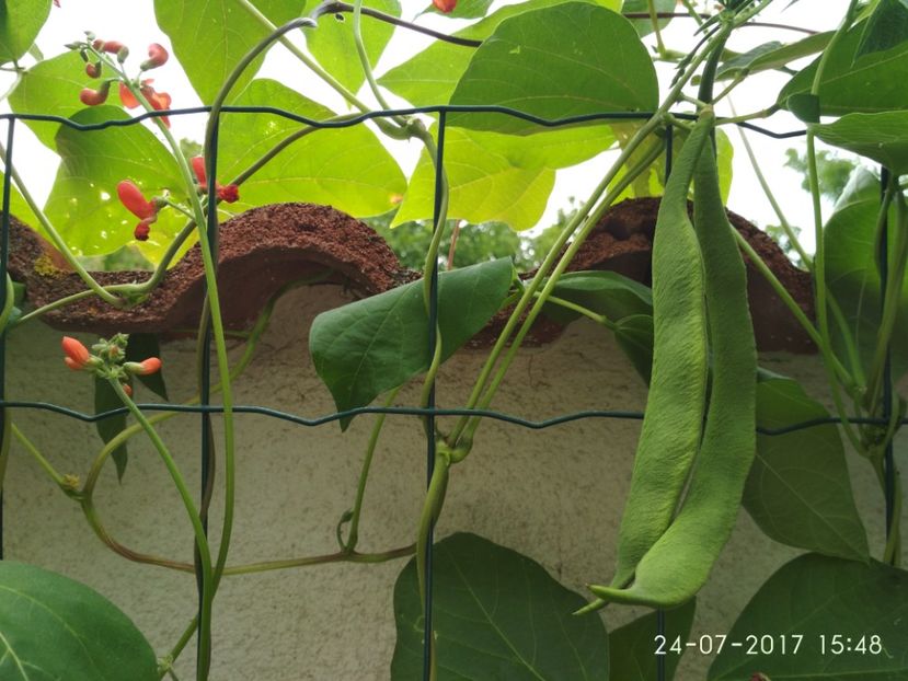 FASOLE SCARLETT EMPEROR (2) - FASOLE SCARLETT EMPEROR