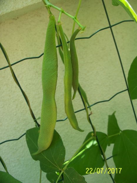 FASOLE SCARLETT EMPEROR (6) - FASOLE SCARLETT EMPEROR