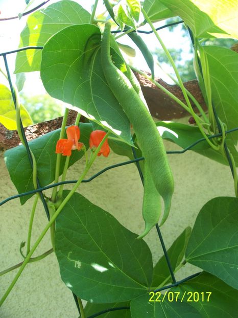 FASOLE SCARLETT EMPEROR (7) - FASOLE SCARLETT EMPEROR