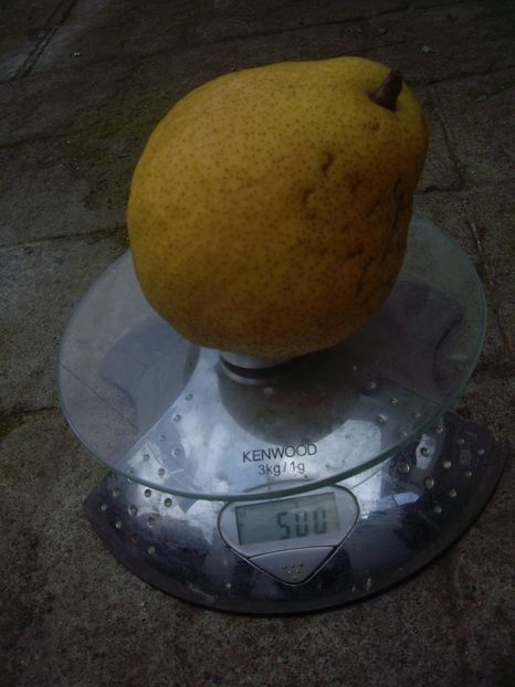 IMGP1369 - Trandafiri si peisaje 2017- 3