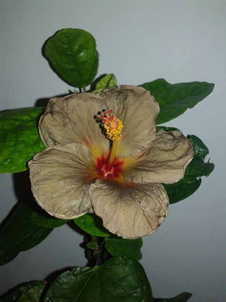  - D Hibiscus din seminte