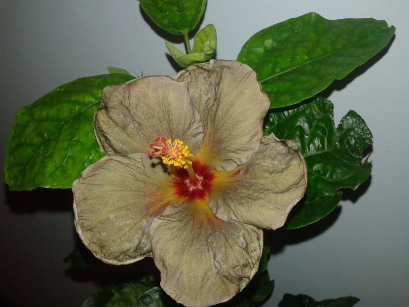  - D Hibiscus din seminte