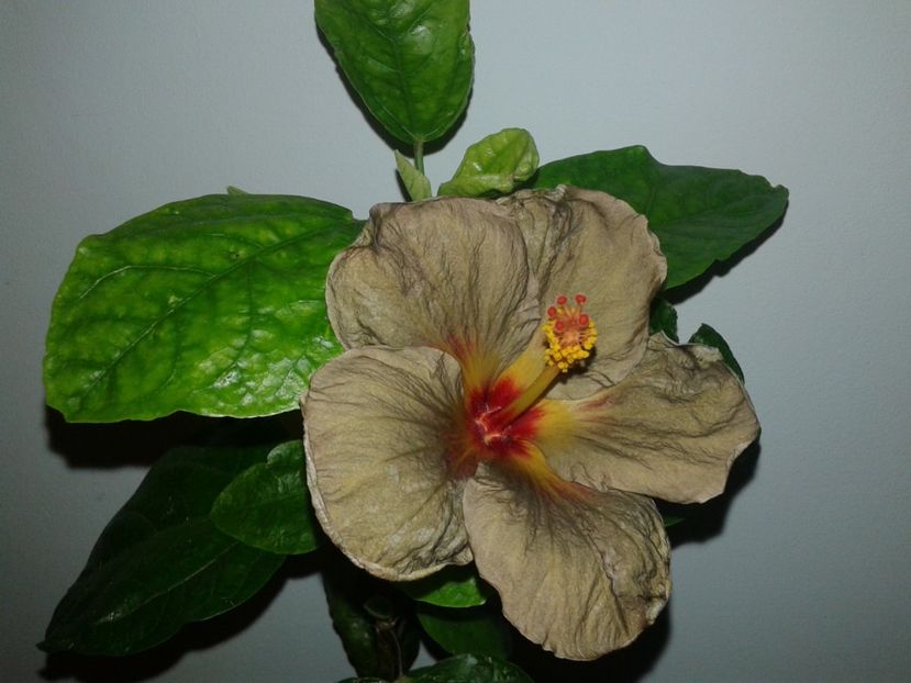  - D Hibiscus din seminte