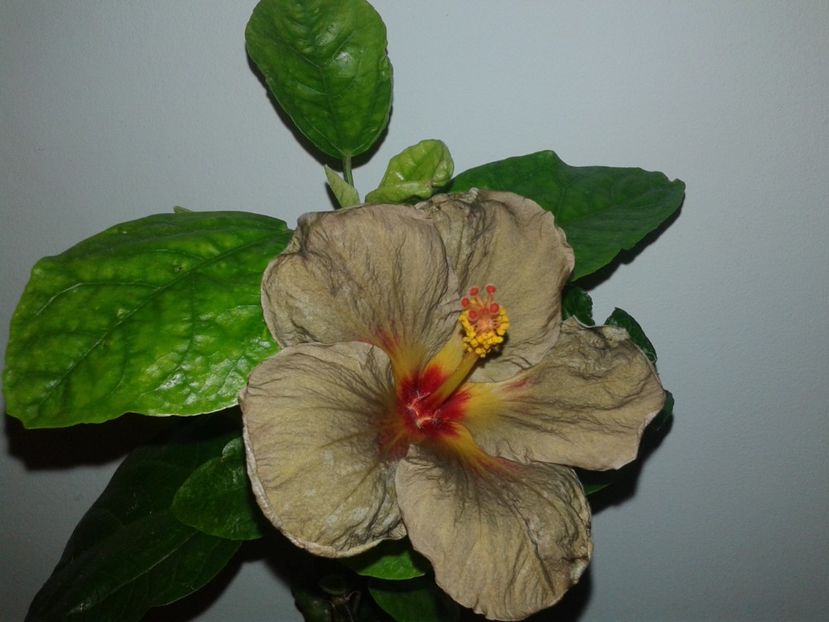  - D Hibiscus din seminte