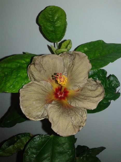  - D Hibiscus din seminte