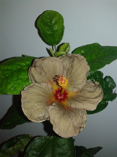  - D Hibiscus din seminte