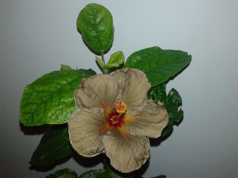  - D Hibiscus din seminte