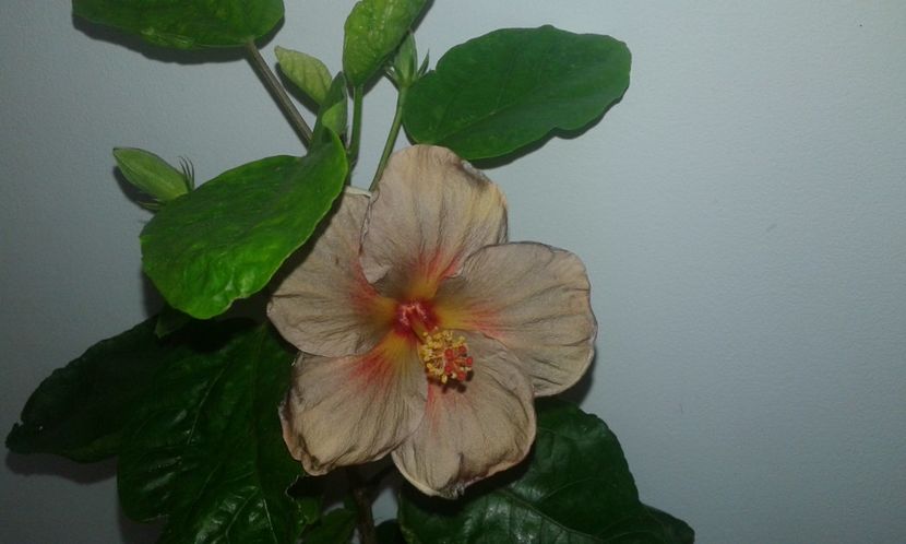  - D Hibiscus din seminte