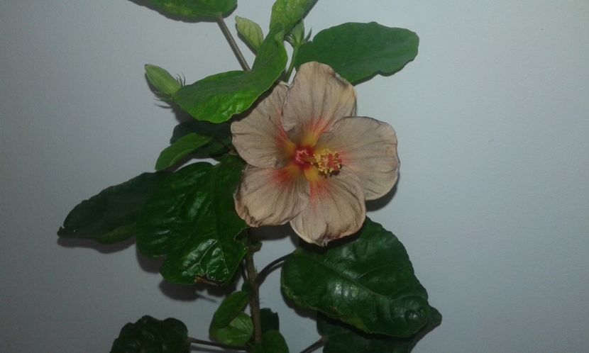  - D Hibiscus din seminte