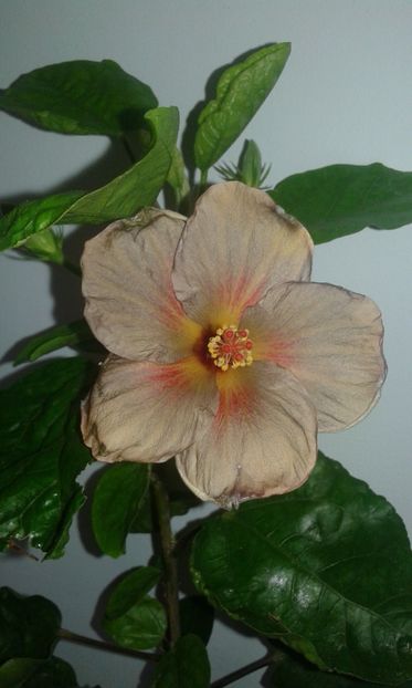  - D Hibiscus din seminte