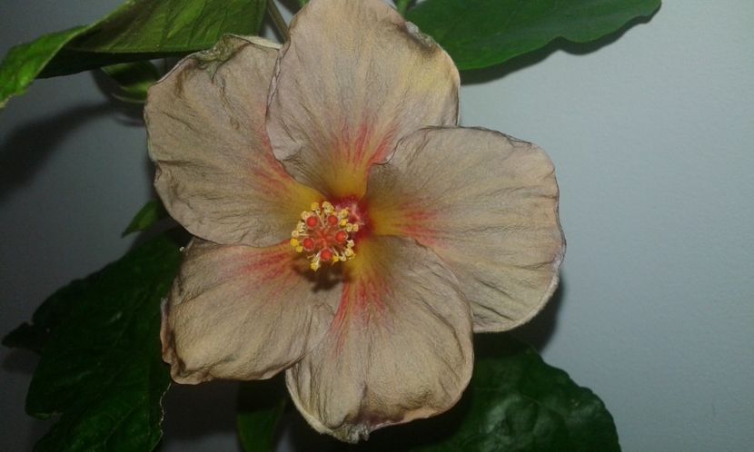 24.12.2017 - D Hibiscus din seminte