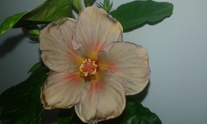  - D Hibiscus din seminte