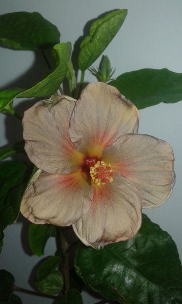  - D Hibiscus din seminte