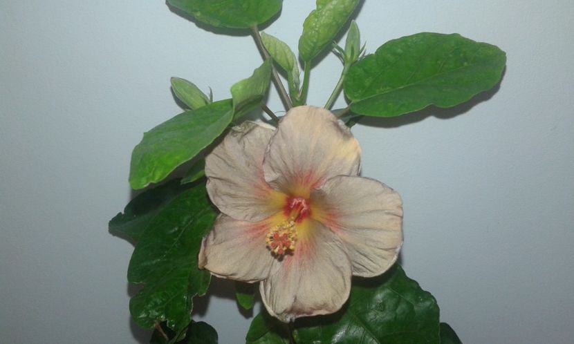  - D Hibiscus din seminte