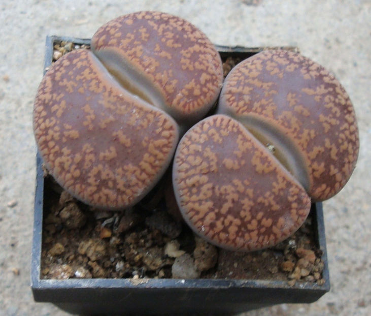 Lithops aucampiae L. Bolus 1932. - Genul Lithops