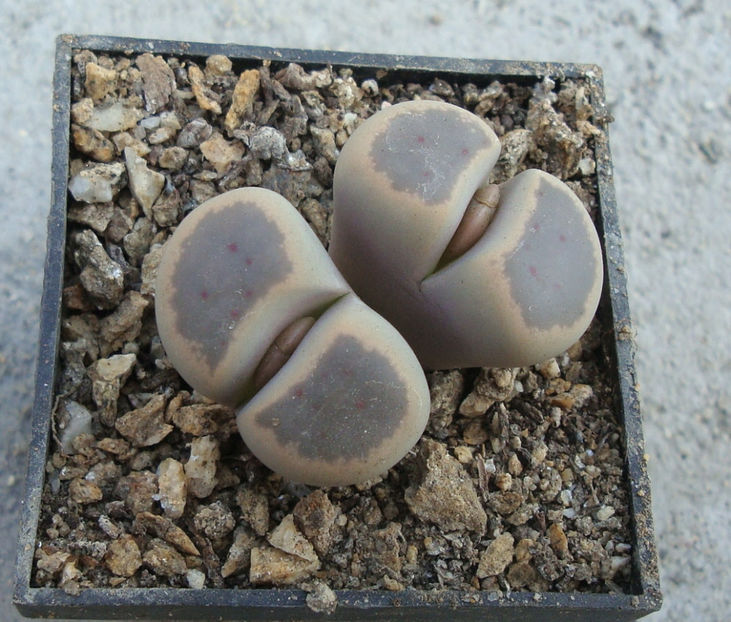 Lithops dinteri var. brevis (L.Bol.) B. Feam 1932. - Genul Lithops