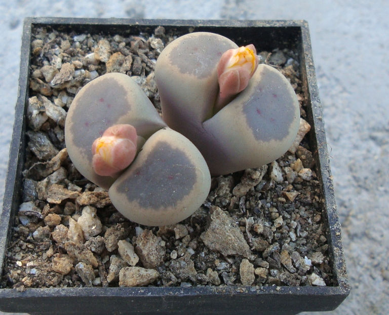 Lithops dinteri var. brevis (L.Bol.) B. Feam 1932. - Genul Lithops