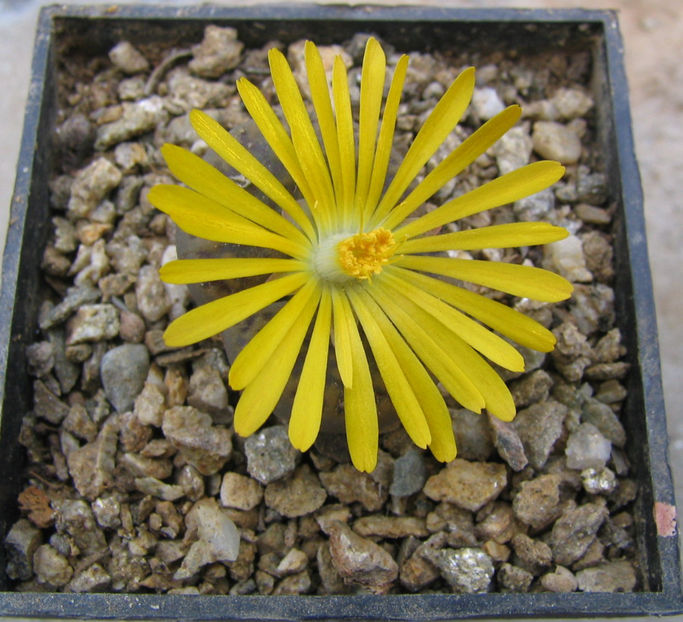Lithops fulviceps (NE Br.) NE Br. 1914. - Genul Lithops