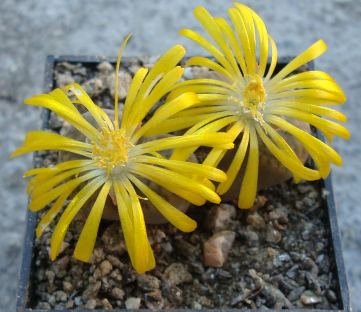 Lithops fulviceps (NE Br.) NE Br. 1914. - Genul Lithops