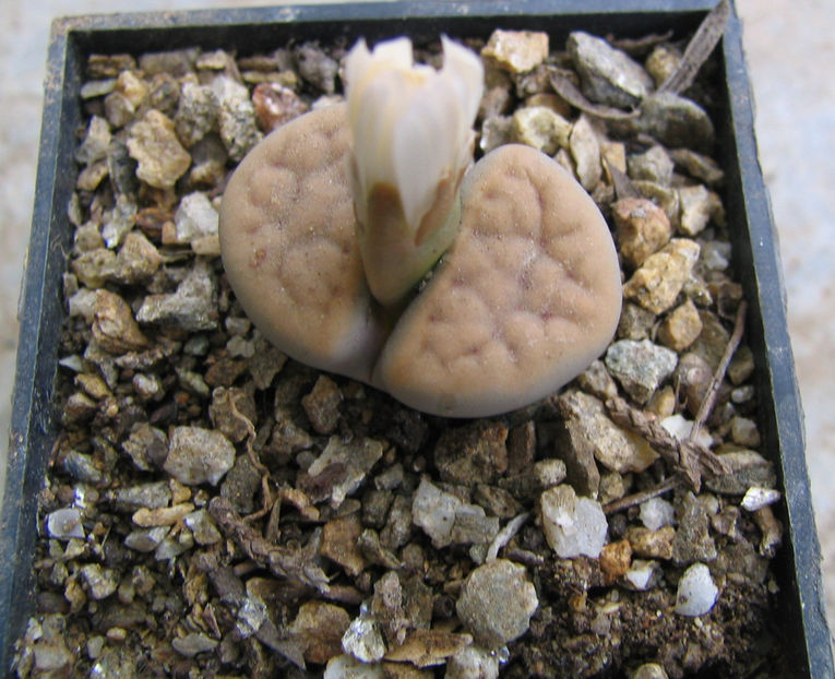Lithops karasmontana (Dint. & Schwant.) NE Br. 1920. - Genul Lithops