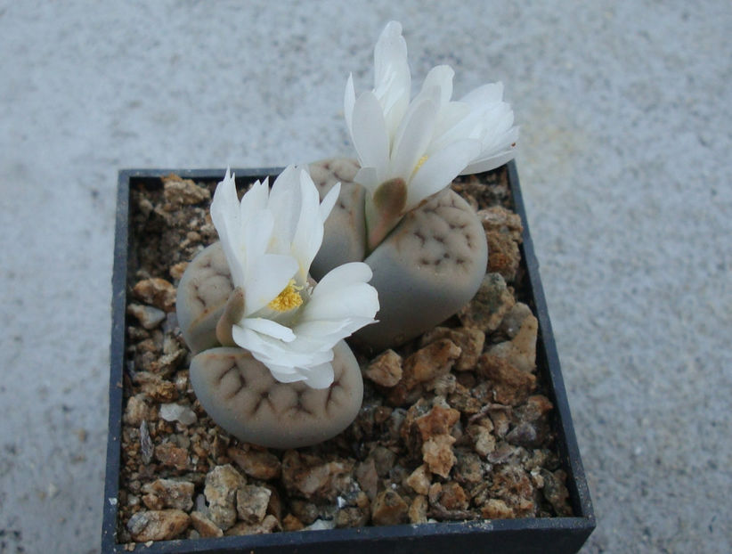 Lithops karasmontana (Dint. & Schwant.) NE Br.1920. - Genul Lithops