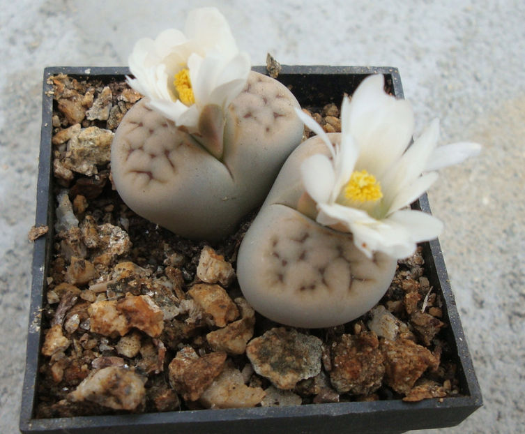 Lithops karasmontana (Dint. & Schwant.) NE Br.1920. - Genul Lithops