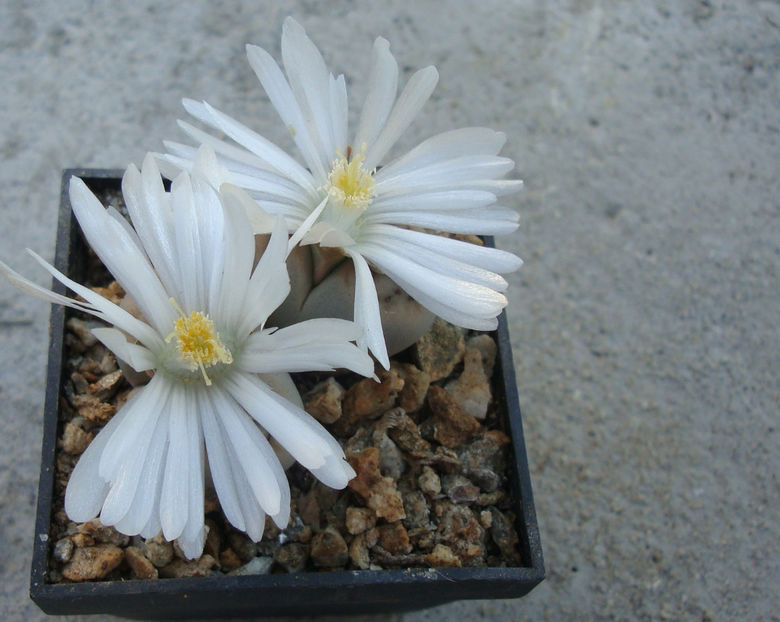 Lithops karasmontana 'mickbergensis' - Genul Lithops
