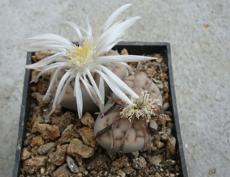 Lithops karasmontana 'mickbergensis' - Genul Lithops