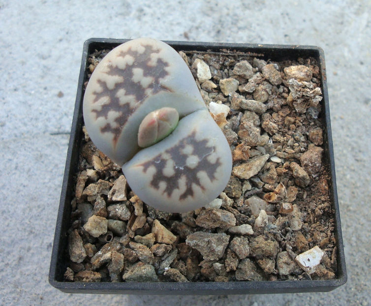 Lithops karasmontana ssp eberlanzii 'witputzensis' - Genul Lithops