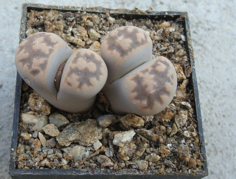 Lithops karasmontana ssp. bella (NE Br.) DT Cole 1922. - Genul Lithops