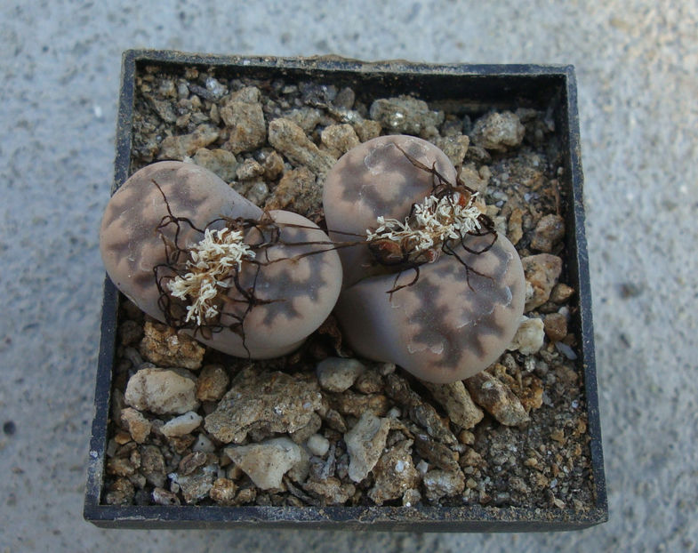 Lithops karasmontana ssp. bella (NE Br.) DT Cole 1922. - Genul Lithops