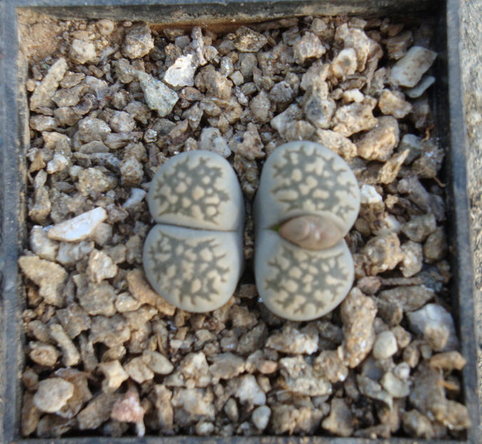 Lithops lesliei (NE Br.) NE Br. 1912. - Genul Lithops