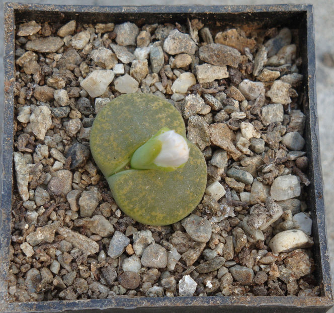 Lithops lesliei cv. 'Albinica' - Genul Lithops