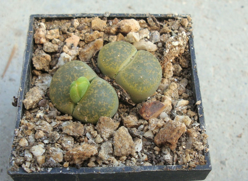 Lithops lesliei cv. 'Albinica' - Genul Lithops