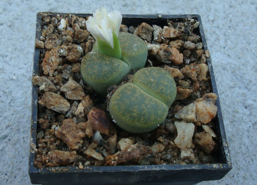 Lithops lesliei cv. 'Albinica' - Genul Lithops