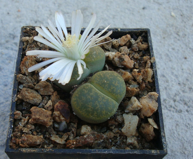 Lithops lesliei cv. 'Albinica' - Genul Lithops