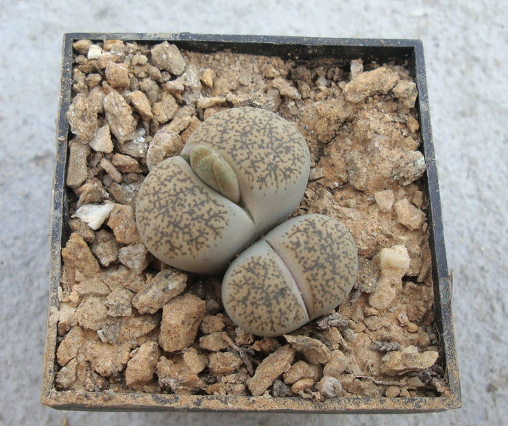 Lithops lesliei var. venteri Boer & BK Boom 1940. - Genul Lithops