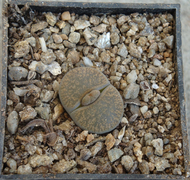 Lithops lesliei var. venteri 'maraisii' - Genul Lithops