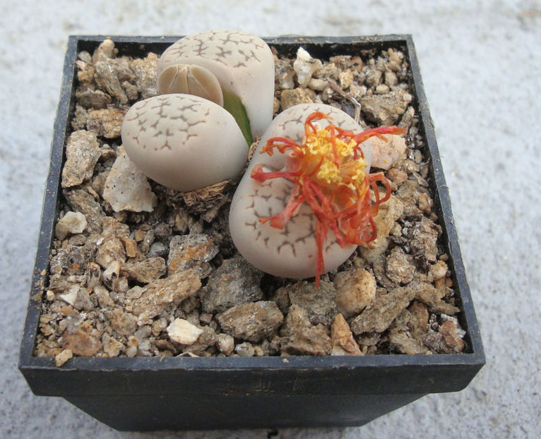 Lithops marmorata (NE Br.) NE Br.1920. - Genul Lithops