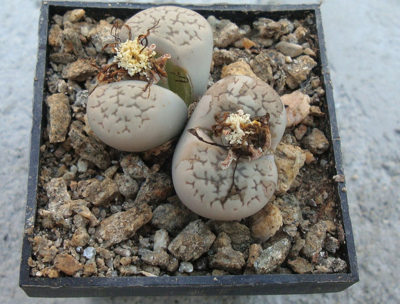 Lithops marmorata (NE Br.) NE Br.1920. - Genul Lithops