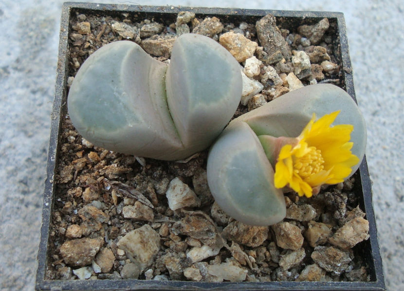 Lithops meyeri L. Bol. 1932. - Genul Lithops