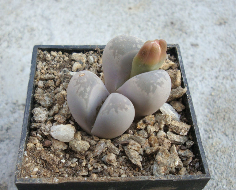 Lithops optica (Marl.) N.E. Br.1910. - Genul Lithops