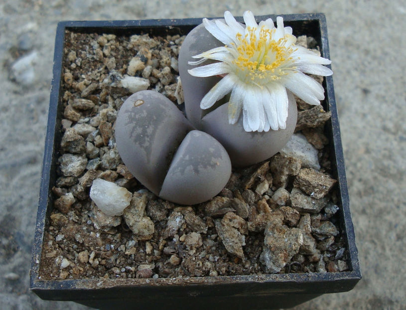 Lithops optica (Marl.) N.E. Br.1910. - Genul Lithops